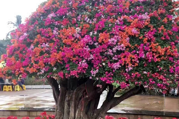 這種“花”，開花200天，還特好養(yǎng)，北方也能養(yǎng)活