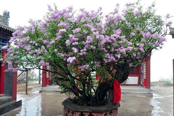 養(yǎng)花就用“它們”，抓一把扔土里，開出100朵花骨朵