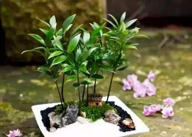 植物