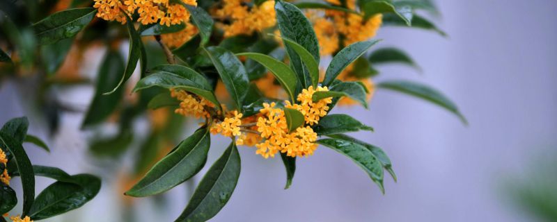 桂花不開(kāi)花的解決方法