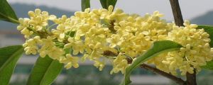 桂花幾月開(kāi)