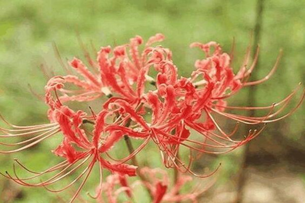 這花有花無(wú)葉，有葉無(wú)花，被稱作“死亡之花”！