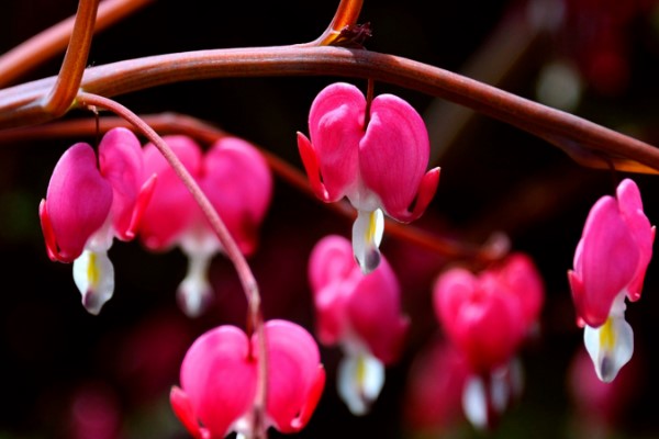 秋冬季節(jié)馬上來(lái)，家里養(yǎng)幾盆“凍不死”花卉，再冷也能賞花！