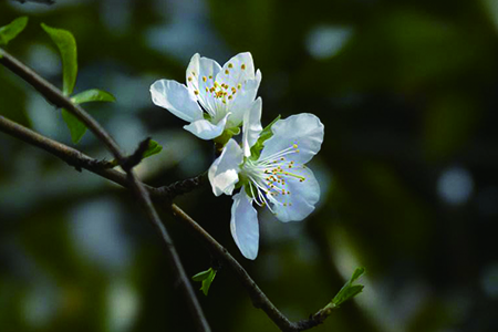 櫻桃花