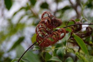 別看這種植物“丑”，市場(chǎng)上都搶不著，營(yíng)養(yǎng)比燕窩還高！