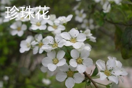 珍珠花