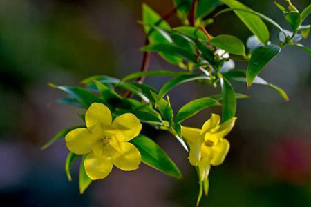 法國(guó)香水花