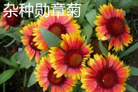 雜種勛章菊