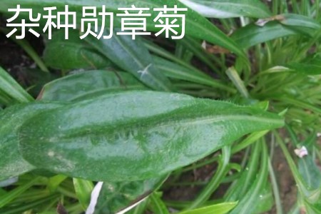 雜種勛章菊