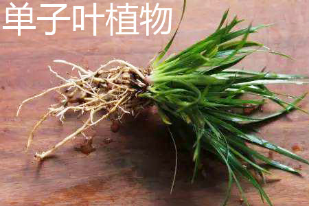 單子葉植物