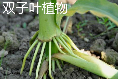 雙子葉植物