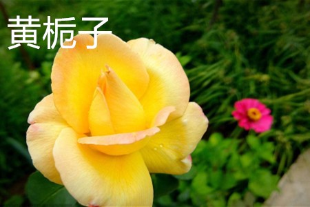 黃梔子，花.jpg