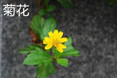 菊花，葉.jpg