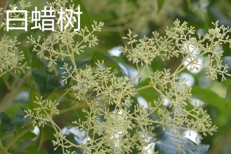 白蠟樹，花.jpg