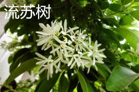 流蘇樹，花.jpg