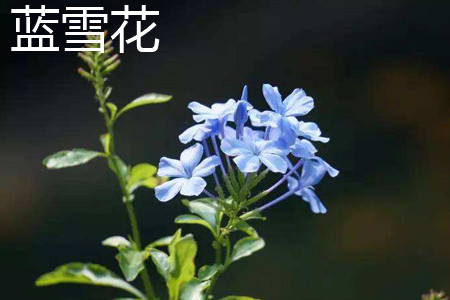 藍(lán)雪花