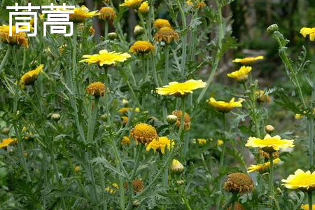 茼蒿開(kāi)花.jpg