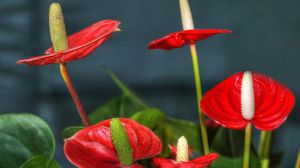 紅掌和火鶴花的區(qū)別