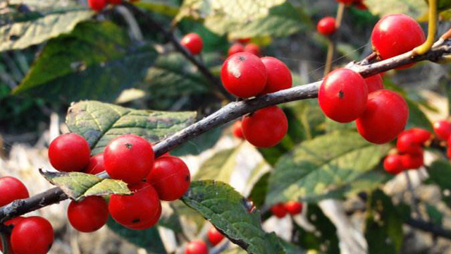 紅果冬青和火棘的區(qū)別