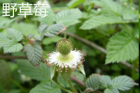 野草莓花