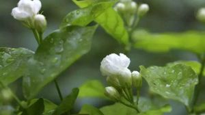 黃木香花和茉莉花的區(qū)別