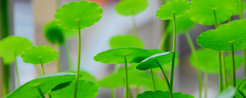 銅錢草怎么換水，多久換一次水