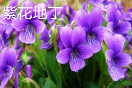 紫花地丁花朵