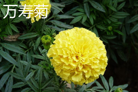 萬(wàn)壽菊