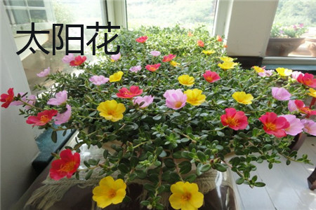 太陽花