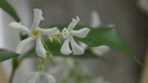 風(fēng)車茉莉什么時候開花