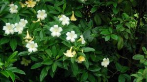 非州茉莉什么時(shí)候開(kāi)花