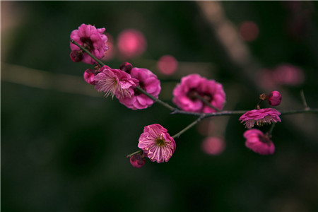 宮粉梅