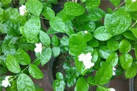 澆過(guò)水的茉莉花