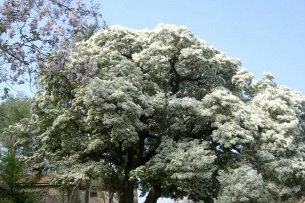 五月竟能下雪？家里養(yǎng)上這種花，立馬擁有白色花海！