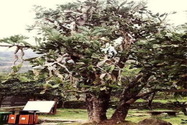 50年的牡丹，110年的仙人掌，這些花歲數(shù)竟比你還大！