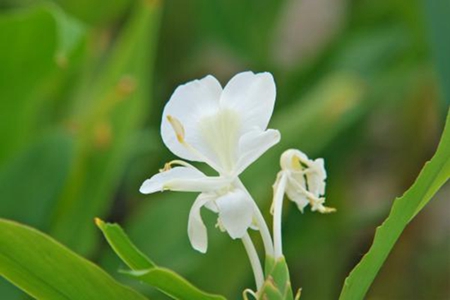 漂亮的生姜花