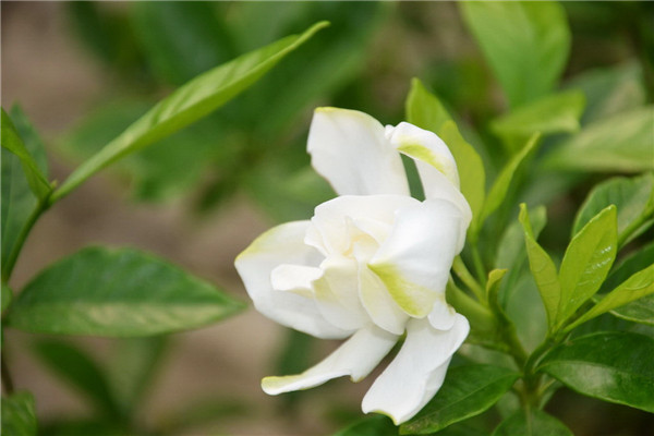 梔子花和茉莉的區(qū)別