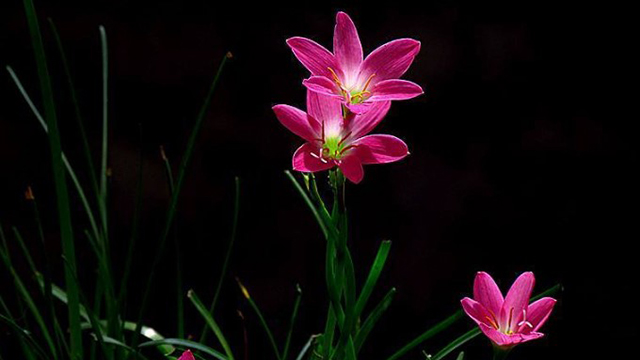 好一朵美麗的“風(fēng)雨蘭”，家里養(yǎng)一盆，1年就能“花滿盆”