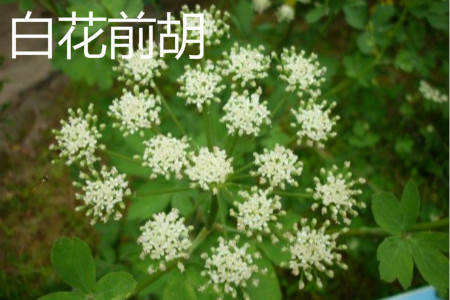 白花前胡