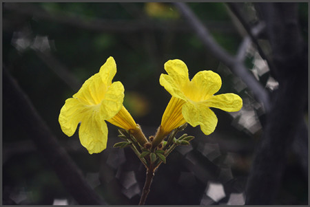 漂亮的黃花風(fēng)鈴木