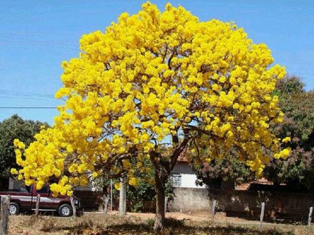 黃花風(fēng)鈴木