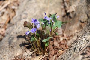 早開堇菜與紫花地丁的區(qū)別