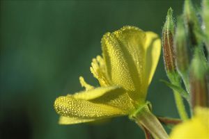 櫻草花和櫻花草是一種植物嗎