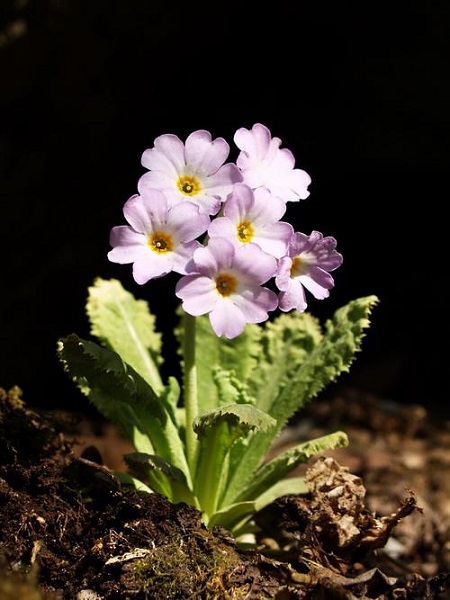 苣葉報(bào)春植株