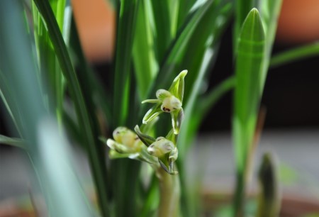 春劍植株