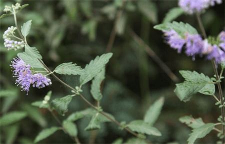 蒙古蕕