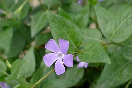 小蔓長春植株