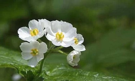 山荷葉的花朵