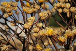 結(jié)香冬天能開(kāi)花嗎