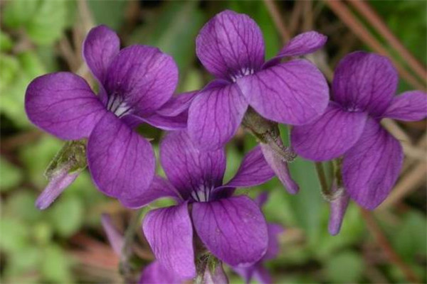 盤點元旦時節(jié)用作花壇裝飾的花草